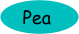 Pea